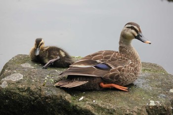 Eastern Spot-billed Duck 東京 Mon, 6/7/2021