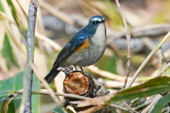 2022年4月21日(木) 宮城沢林道(札幌市西区)の野鳥観察記録