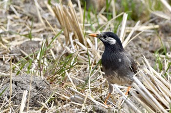 White-cheeked Starling 静岡県大池(磐田市) Mon, 3/21/2022