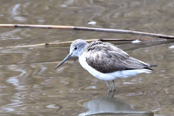 Common Greenshank 静岡県大池(磐田市) Mon, 3/21/2022