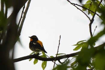 Narcissus Flycatcher Kasai Rinkai Park Thu, 4/21/2022