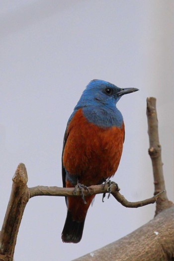 Blue Rock Thrush 八王子市 Thu, 4/21/2022