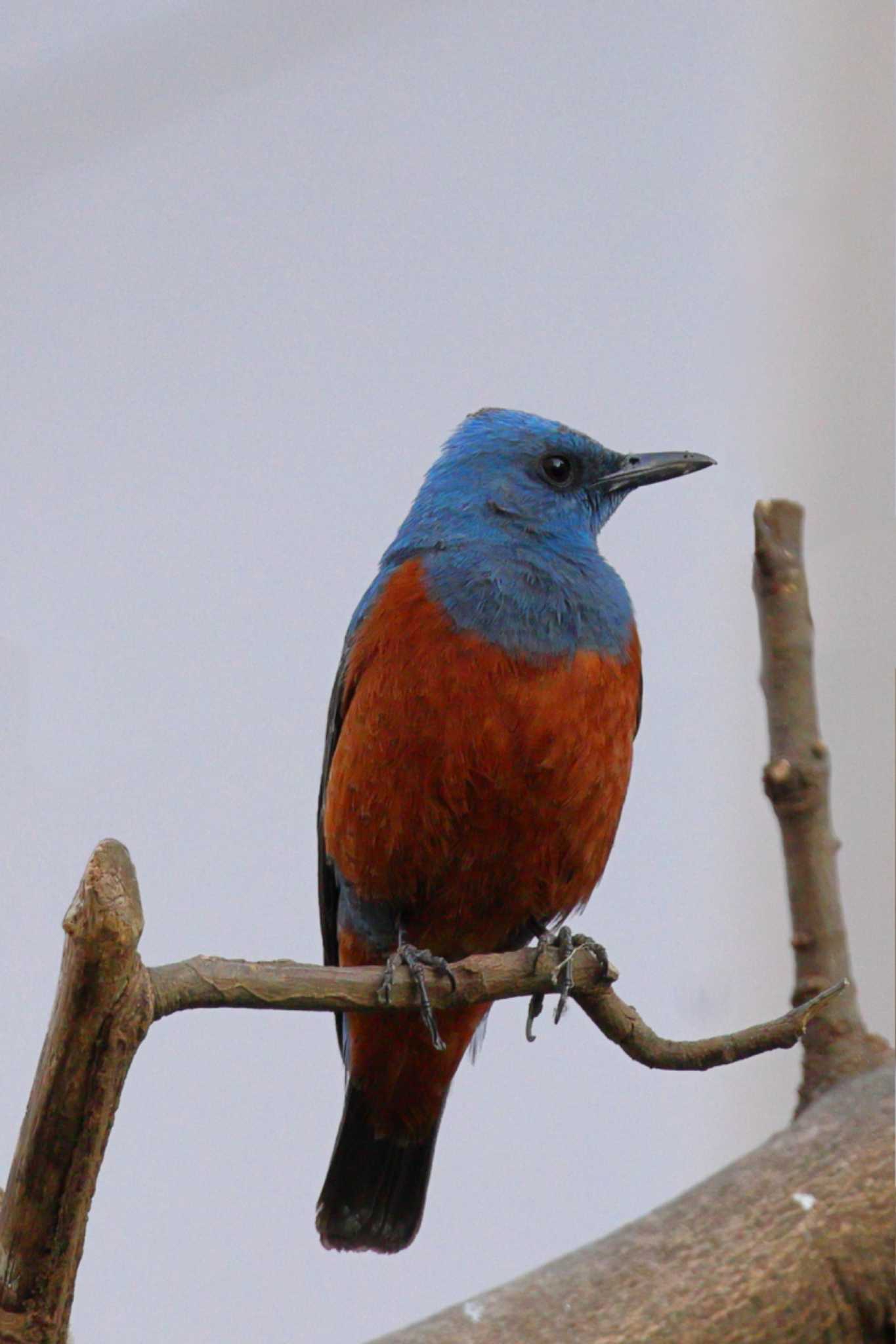 Photo of Blue Rock Thrush at 八王子市 by Picard T