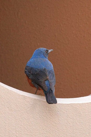 Blue Rock Thrush 八王子市 Thu, 4/21/2022