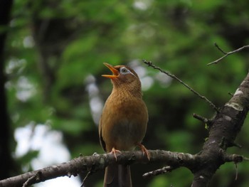 ガビチョウ 片倉城跡公園 2022年4月20日(水)