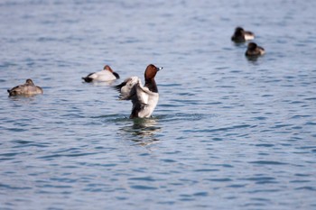 ホシハジロ 大津湖岸なぎさ公園 2017年11月21日(火)