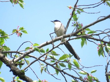 2022年4月19日(火) 富士森公園(八王子市)の野鳥観察記録