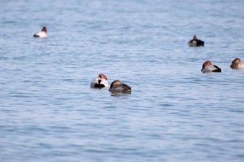 ホシハジロ 大津湖岸なぎさ公園 2017年11月21日(火)