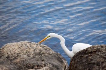 ダイサギ 大津湖岸なぎさ公園 2017年11月21日(火)