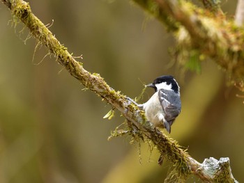 Wed, 4/20/2022 Birding report at 十里木高原