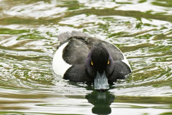 2022年4月21日(木) 横十間川親水公園(東京都江東区)の野鳥観察記録