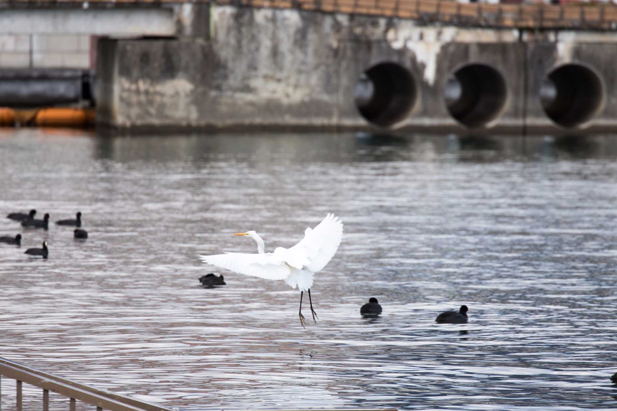 大津湖岸なぎさ公園 ダイサギの写真 by C君