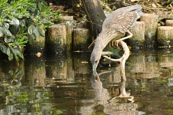 ゴイサギ 横十間川親水公園(東京都江東区) 2022年4月21日(木)