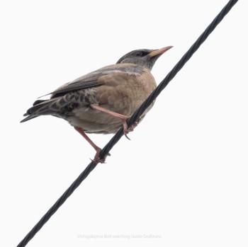 Rosy Starling Ishigaki Island Sun, 4/17/2022