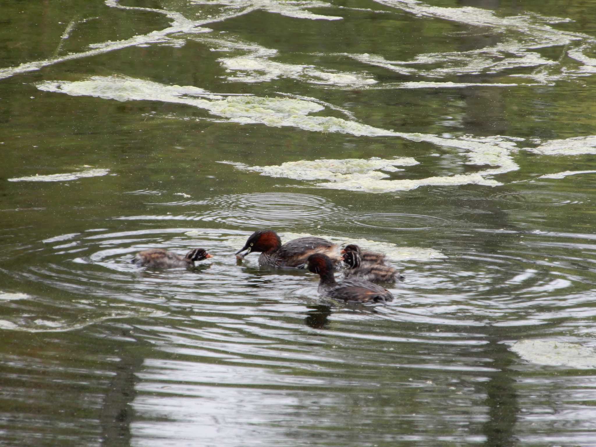 Little Grebe