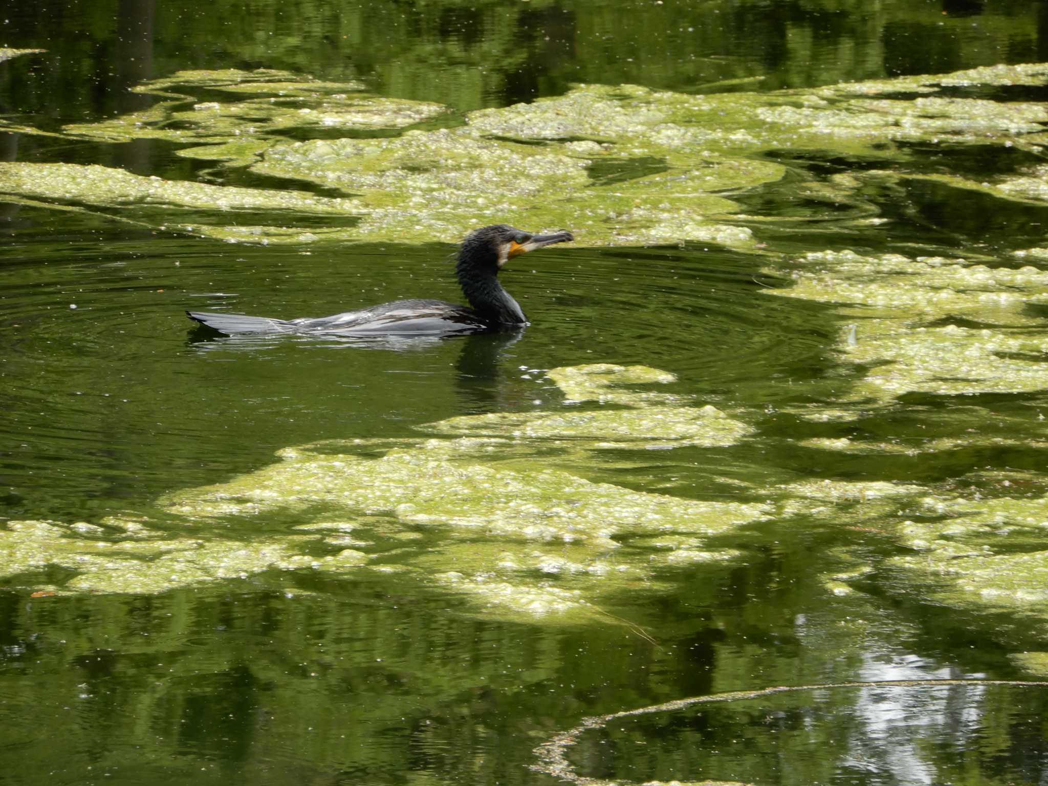 Great Cormorant