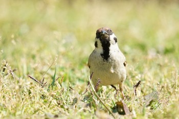 Eurasian Tree Sparrow Matsue Castle Wed, 4/20/2022