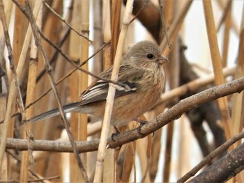 2022年3月26日(土) 新横浜公園の野鳥観察記録