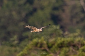 2021年7月24日(土) サロベツ湿原センター(サロベツ原生花園)の野鳥観察記録