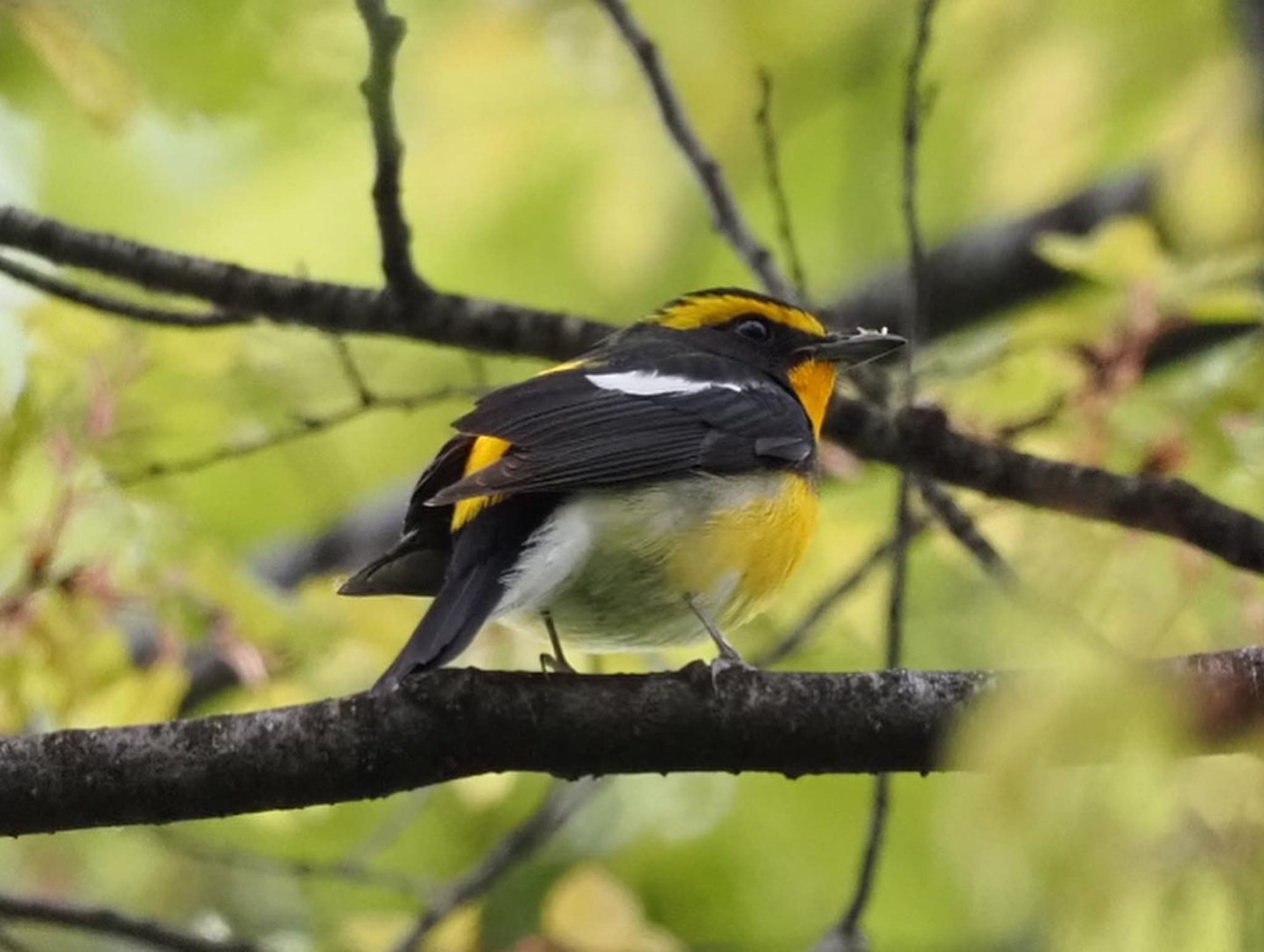 Narcissus Flycatcher