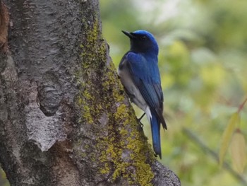 Thu, 4/21/2022 Birding report at Osaka castle park