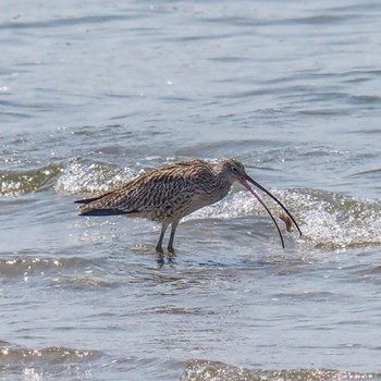 ホウロクシギ 甲子園浜(兵庫県西宮市) 2022年4月20日(水)