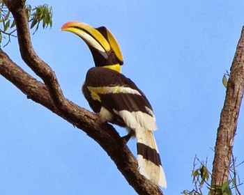 Great Hornbill タイ Sat, 1/14/2012