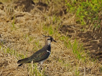 2017年11月4日(土) 平塚市 北豊田の野鳥観察記録