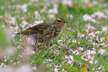 ビンズイ 愛知県森林公園 2022年4月17日(日)