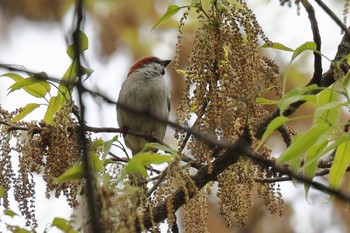 Russet Sparrow 愛知県森林公園 Sun, 4/17/2022