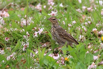 Olive-backed Pipit 愛知県森林公園 Sun, 4/17/2022