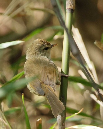 Japanese Bush Warbler 八王子市 Fri, 4/22/2022