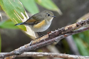 2022年4月22日(金) 宮城沢林道(札幌市西区)の野鳥観察記録