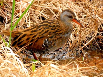 Brown-cheeked Rail 甲山森林公園 Tue, 4/12/2022