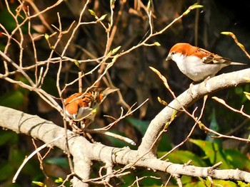 Russet Sparrow 夙川 Sat, 4/9/2022