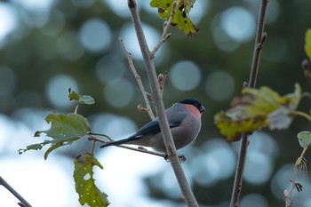 Eurasian Bullfinch(rosacea) Hayatogawa Forest Road Tue, 11/21/2017