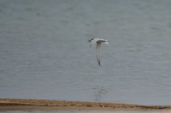 コアジサシ 飯梨川河口(島根県安来市) 2022年4月21日(木)