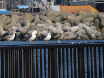 2022年4月19日(火) 輪島市の野鳥観察記録