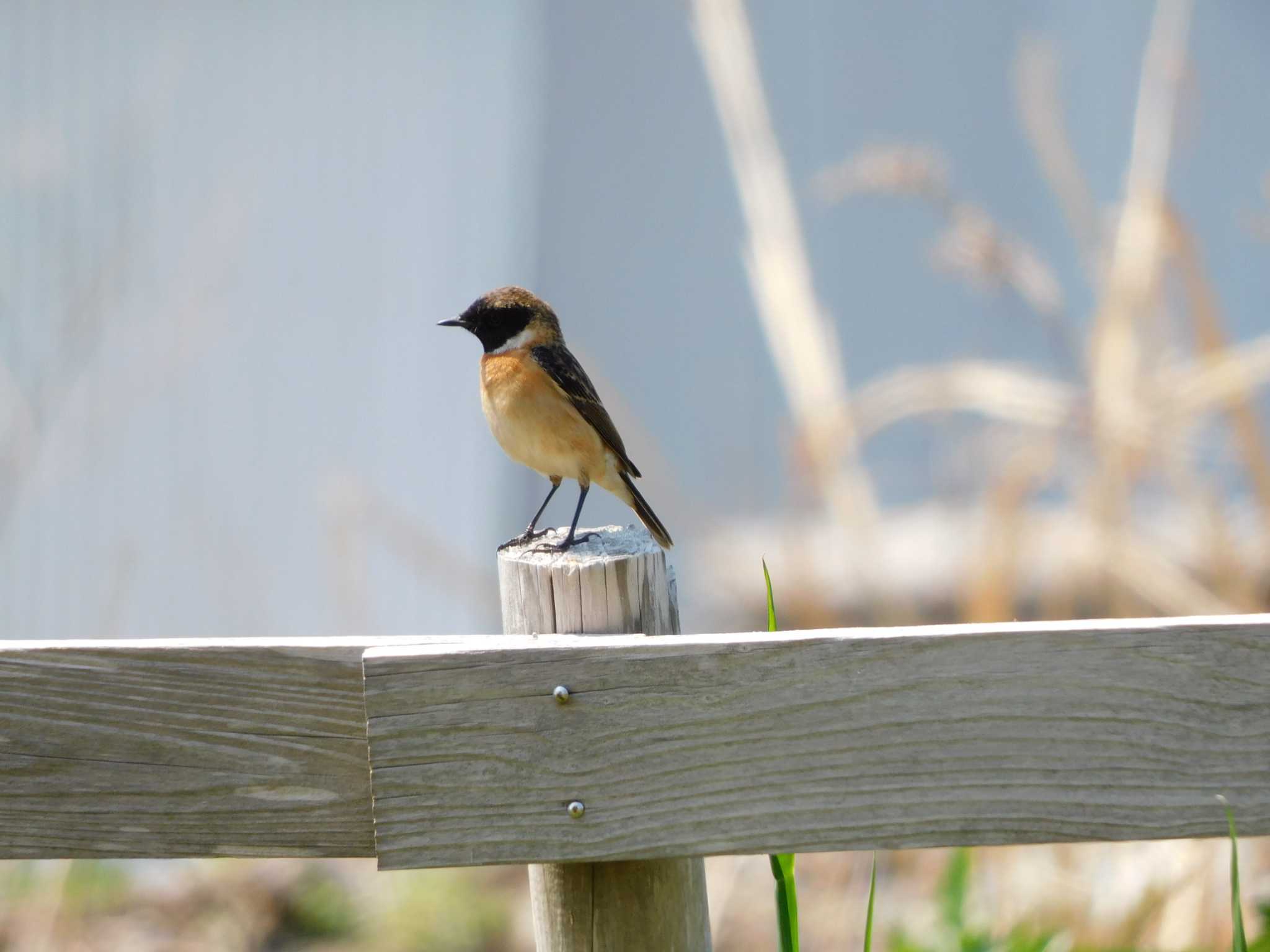 Photo of Amur Stonechat at 石川県 by mkmole