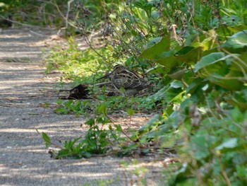 2022年4月20日(水) 石川県の野鳥観察記録