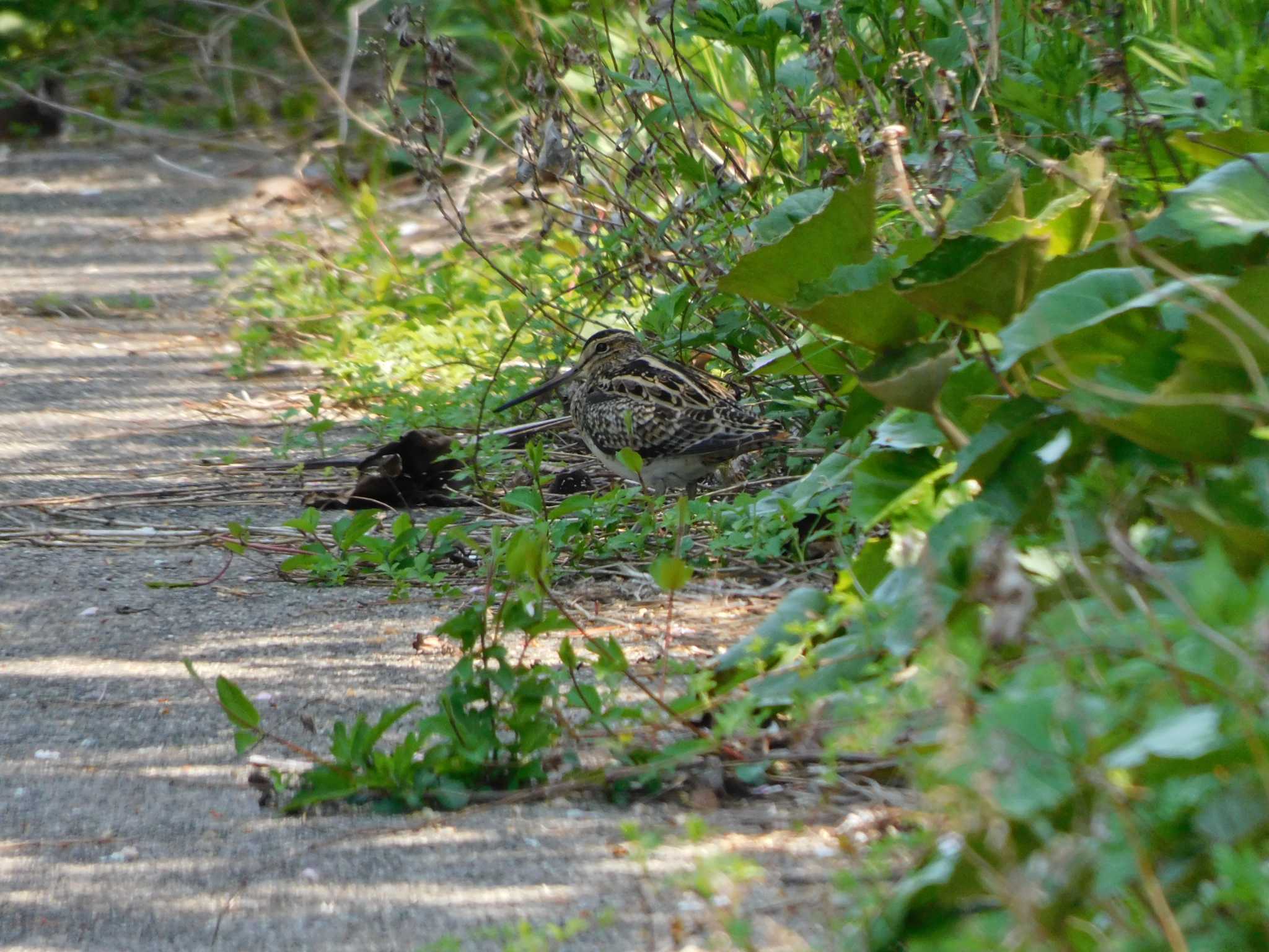 Common Snipe