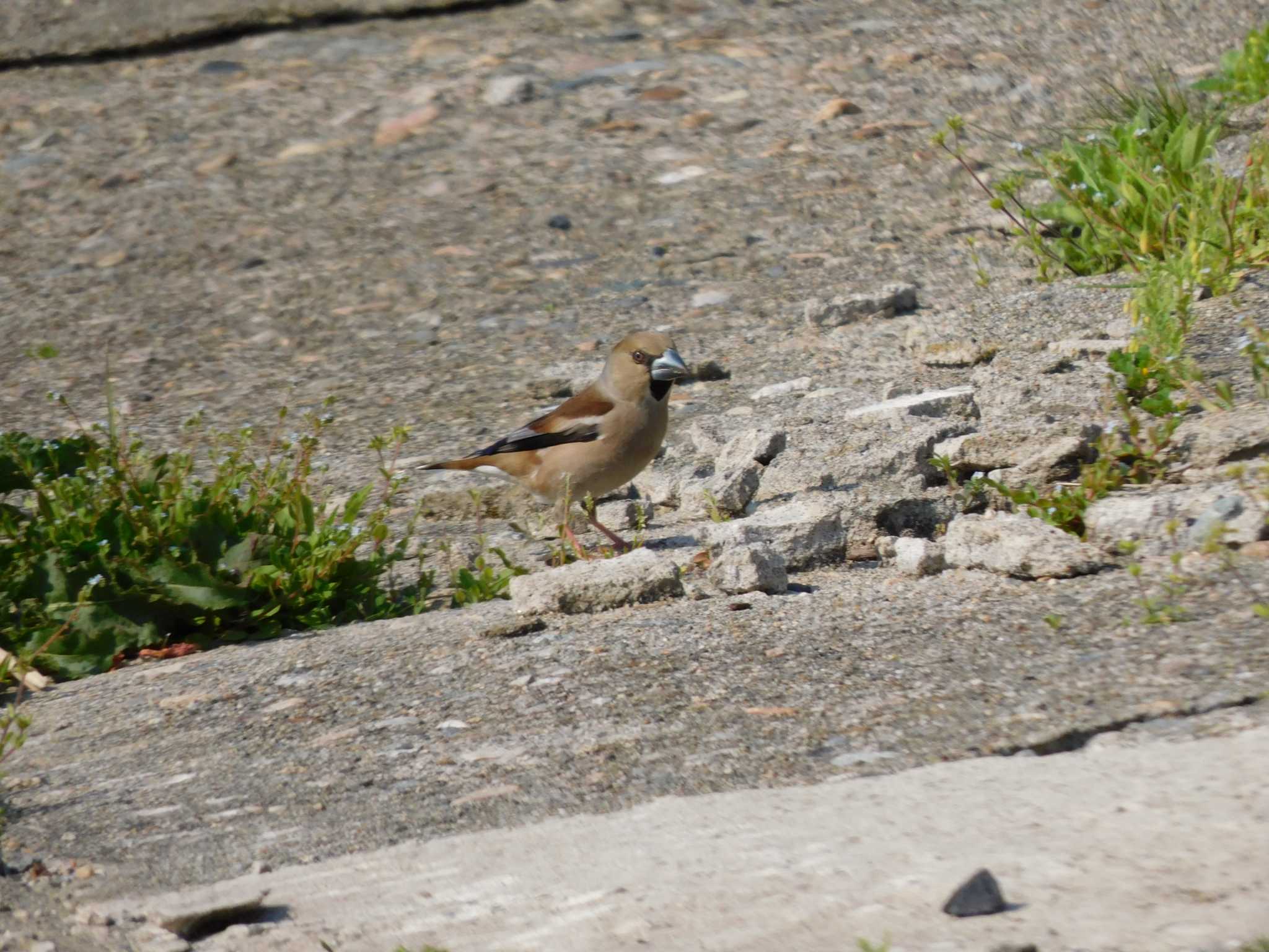 Hawfinch