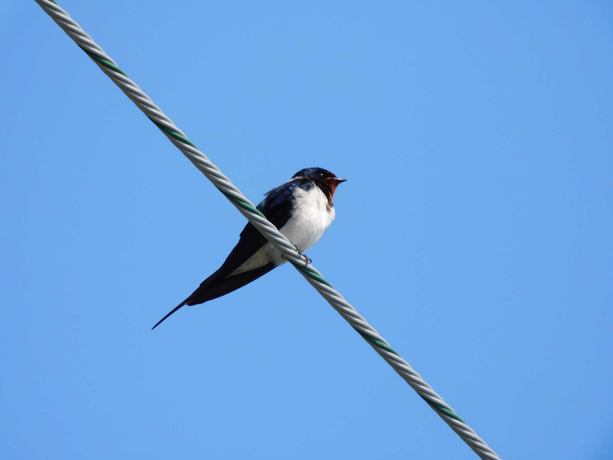 Barn Swallow