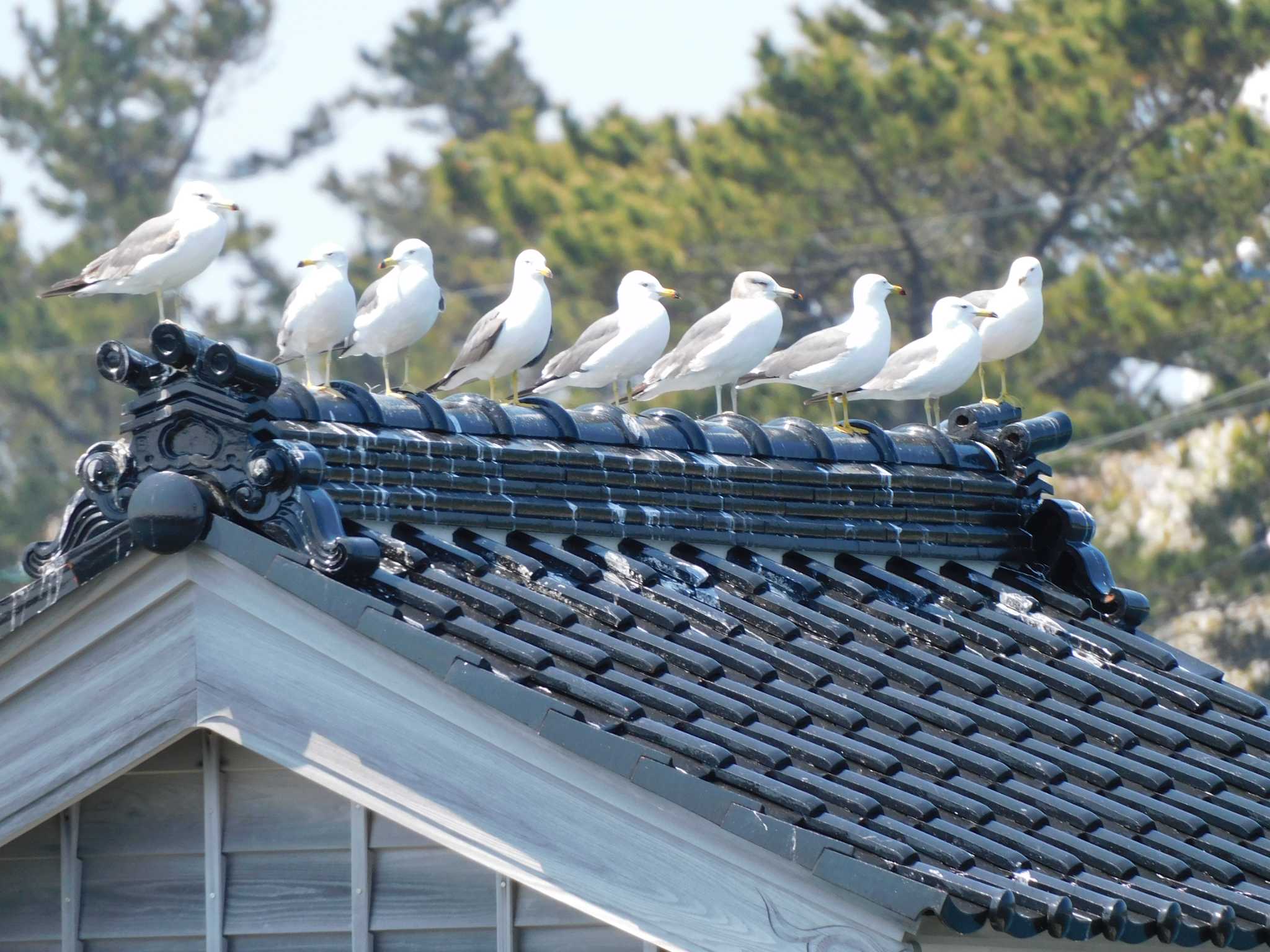 石川県 ウミネコの写真 by mkmole