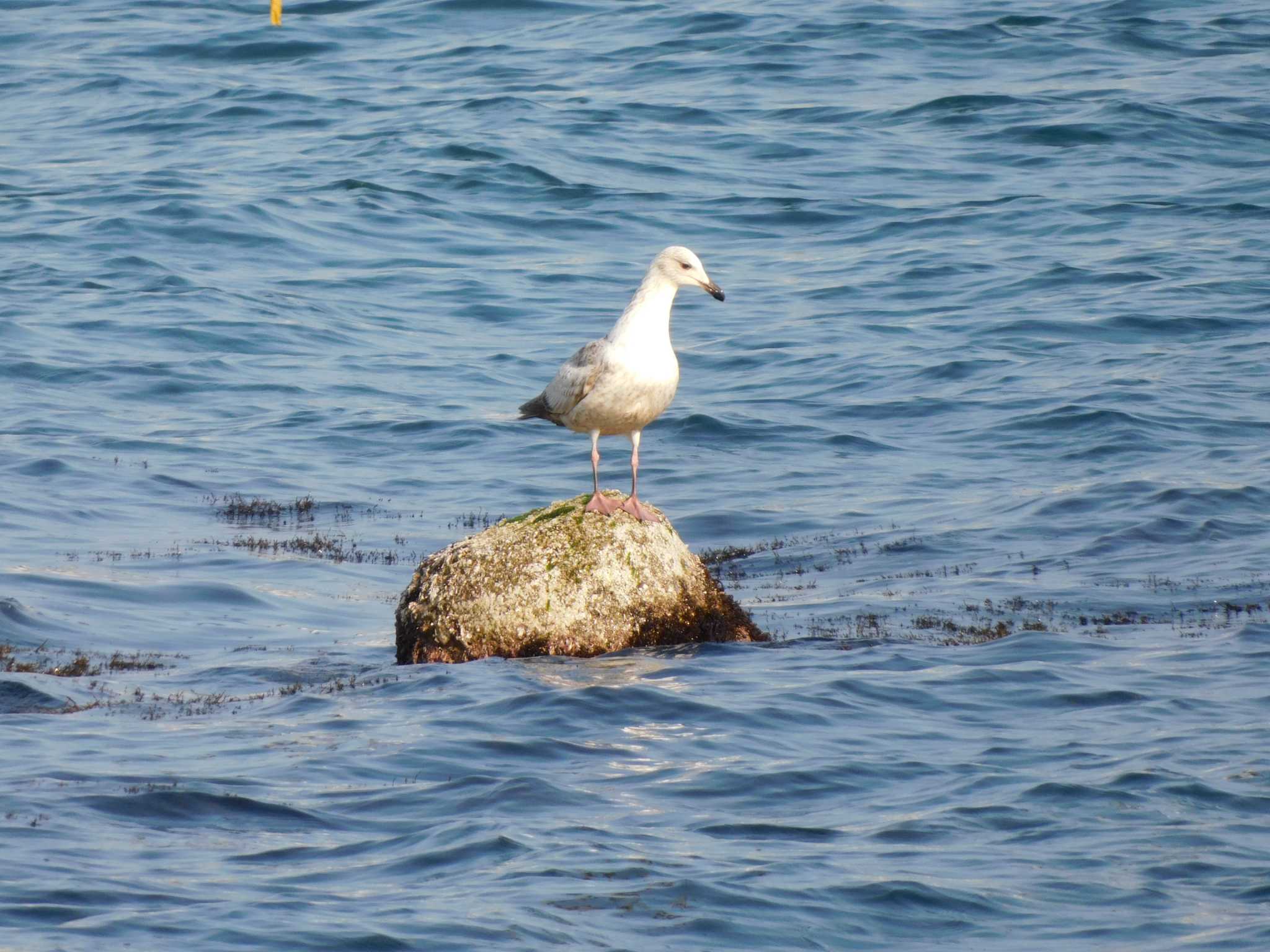 Black-tailed Gull