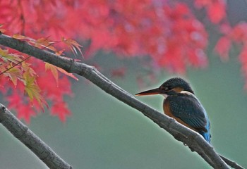 カワセミ 場所が不明 2017年11月21日(火)