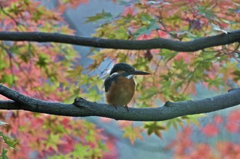 カワセミ 場所が不明 2017年11月21日(火)