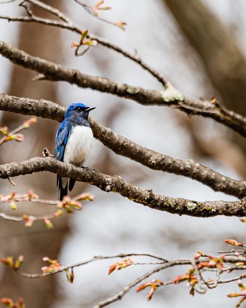 Blue-and-white Flycatcher 長野県 Thu, 4/21/2022