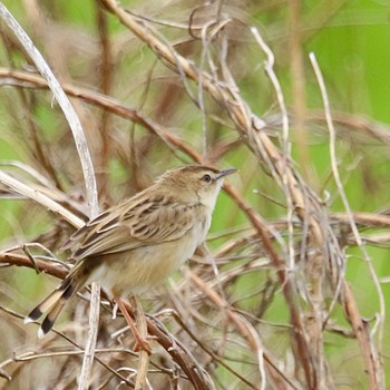 セッカ 秋ヶ瀬公園付近 2022年4月21日(木)