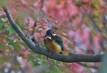 カワセミ 場所が不明 2017年11月21日(火)